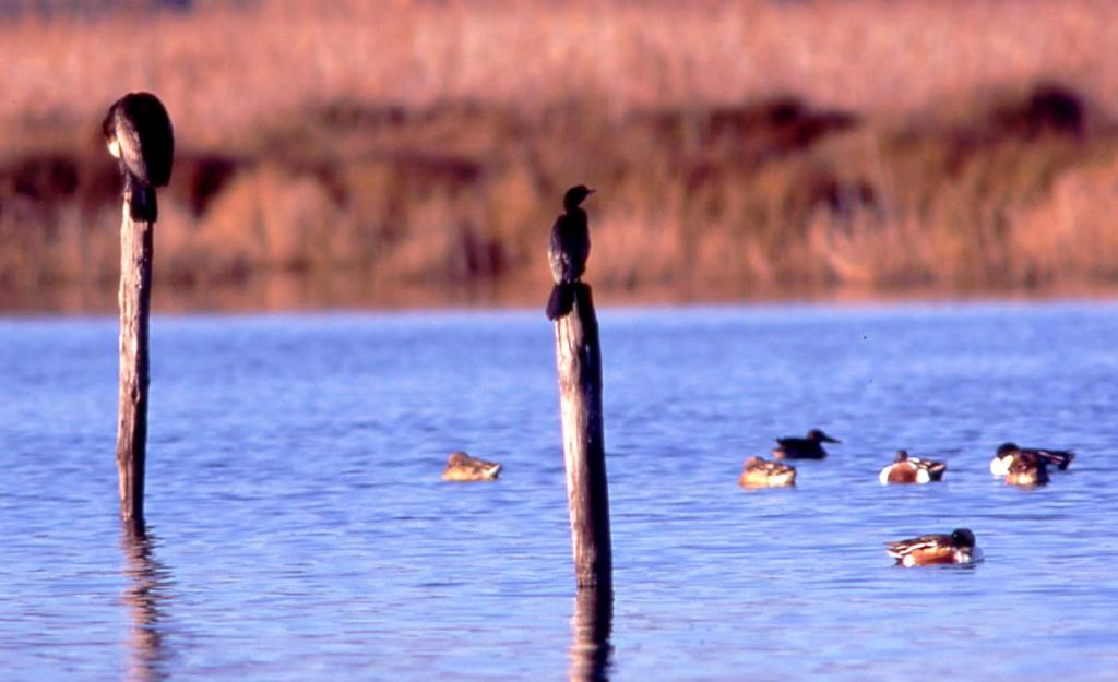 Cormorano pigmeo (189)